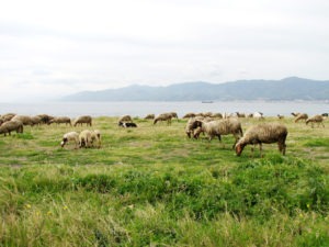 beach-sheep-1399929