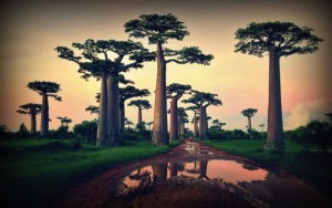 Baobaby na Madagaskaru