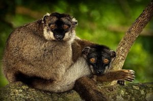 Lemuři na Madagaskaru